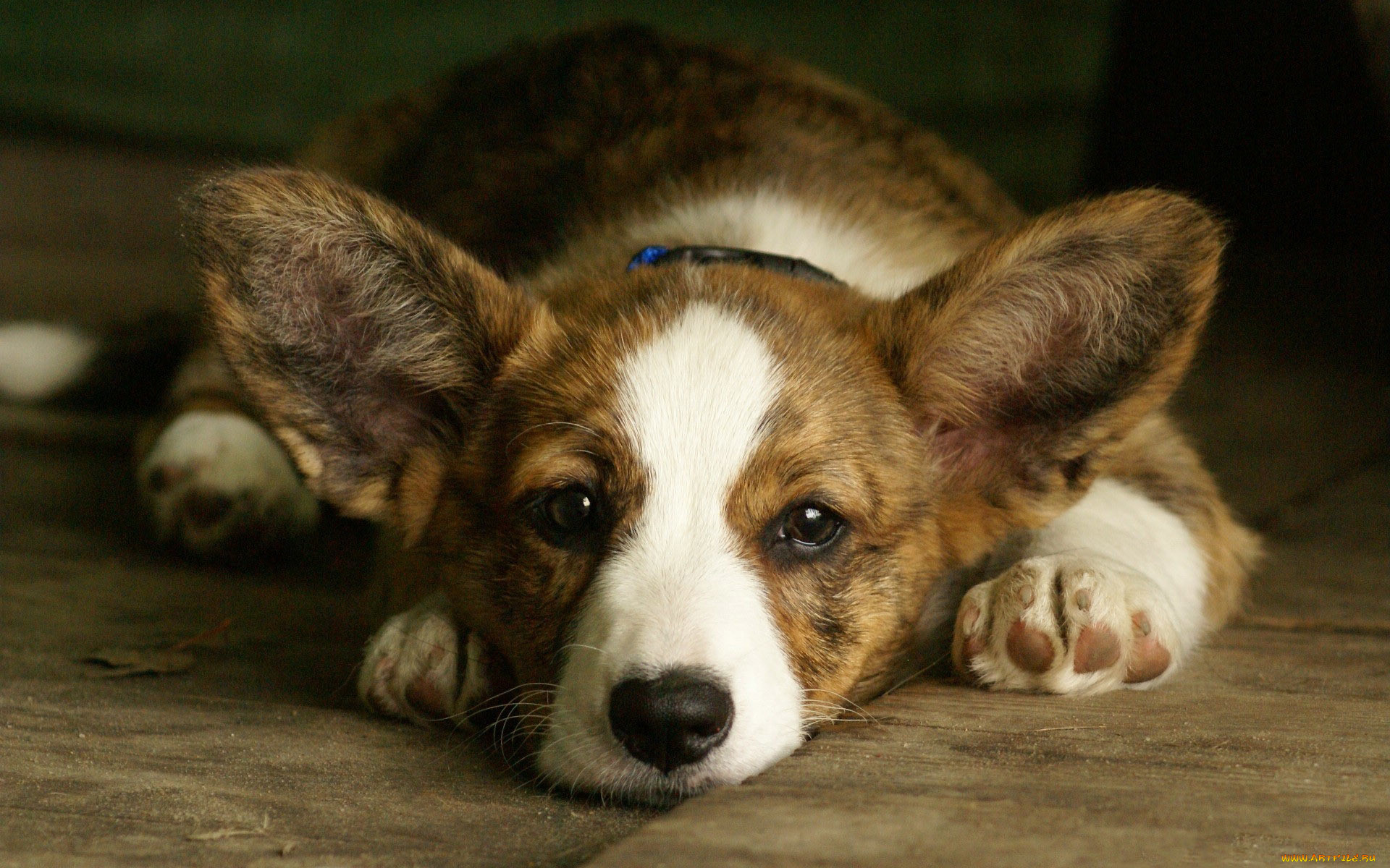 , , , , welsh, corgi, , 